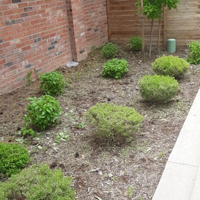 Bush Trimming by A and J Landscaping reviewed on August 20, 2025