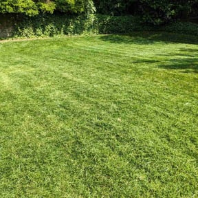 landscaping services by Independent Contractor reviewed on November 21, 2025