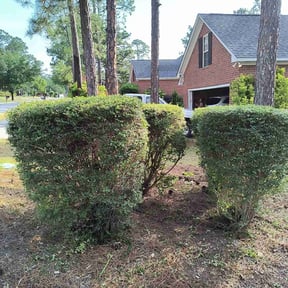 Bush Trimming by C &amp; M Lawn Service reviewed on November 21, 2025