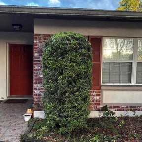 Bush Trimming by JH Landscape LLC reviewed on August 15, 2025