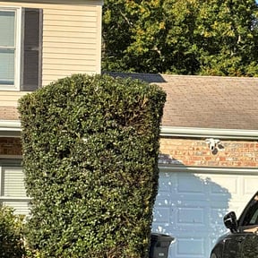 Bush Trimming by Terrence Johnson reviewed on December 31, 2025