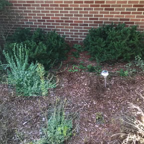 Bush Trimming by Crutchfield Property Maintenance reviewed on August 16, 2025