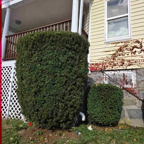 Bush Trimming by Greg&#039;s gardens reviewed on November 24, 2025