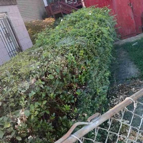 Bush Trimming by chameleon lawn care reviewed on August 18, 2025