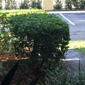 Bush Trimming by Dave's handyman services reviewed on August 21, 2025