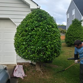 Bush Trimming by Mr. Urban Express Enterprises reviewed on August 20, 2025