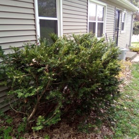 Bush Trimming by Grass N Bladez reviewed on May 14, 2025