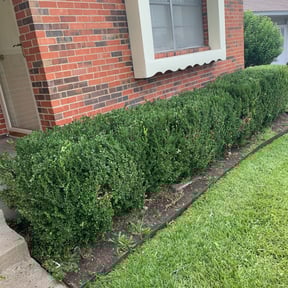 Bush Trimming by Webb's Lawn Art reviewed on August 20, 2025