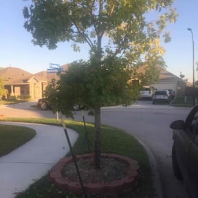 Bush Trimming by Anthony's lawn service reviewed on August 16, 2025