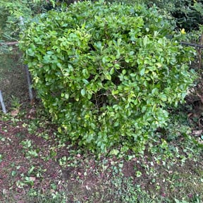 Bush Trimming by JkA lawn care and landscaping reviewed on August 6, 2026