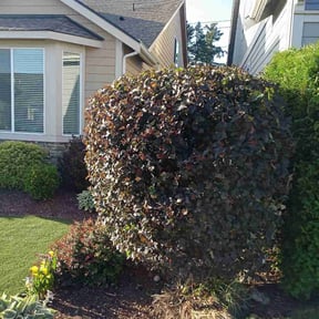 Bush Trimming by Diaz landscaping LLC reviewed on August 19, 2025