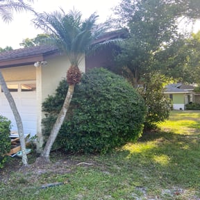 Bush Trimming by Asap Tree & Landscape llc reviewed on August 18, 2025