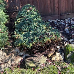 Bush Trimming by J &amp; A lawn Maintenance LLC reviewed on November 22, 2025