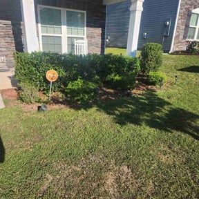 Bush Trimming by Trevor Hall reviewed on August 20, 2025