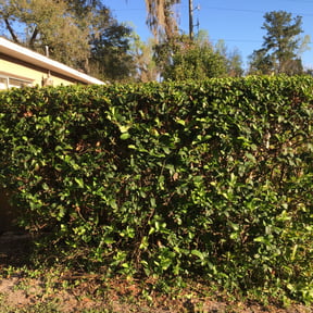 Bush Trimming by MiyServices Lawncare, Tree Removal and Construction reviewed on August 20, 2025