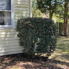 Bush Trimming by EZGO Lawn Services LLC reviewed on December 3, 2021