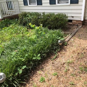 Bush Trimming by HMHW Multi-Services reviewed on August 18, 2025