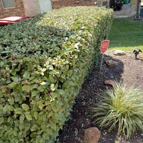 Bush Trimming by Reil Lawn Company LLC reviewed on August 19, 2025