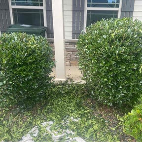 Bush Trimming by Old-School Lawn Service reviewed on August 18, 2025