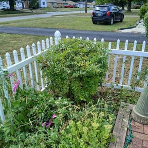 lawn maintenance by Apex Properties reviewed on August 6, 2025