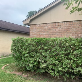 Bush Trimming by Up North Construction LLC reviewed on August 21, 2025