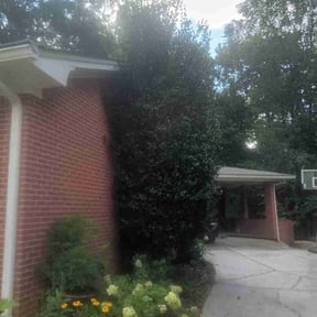 Bush Trimming by Green Acres Lawn &amp; Landscape LLC. reviewed on December 9, 2025