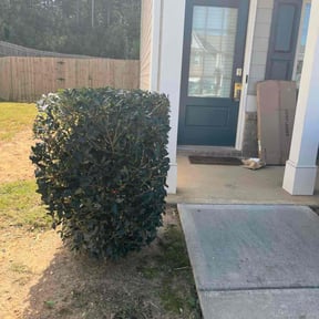 Bush Trimming by Francolawncarellc reviewed on November 9, 2025