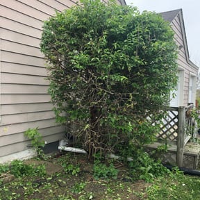 Bush Trimming by Wells Mowing Inc. reviewed on August 18, 2025