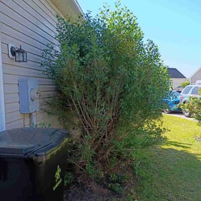 Bush Trimming by AAA Veterans Lawn Services reviewed on April 27, 2026