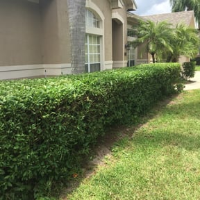 Bush Trimming by Mike G&#039;s Cuts4Less reviewed on November 27, 2025