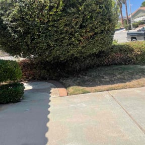 Bush Trimming by Denson's Total Lawn Care reviewed on August 16, 2025