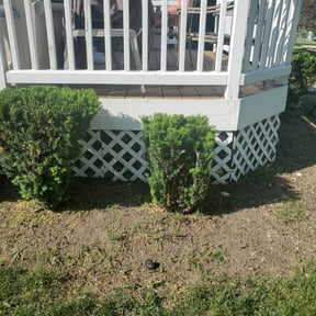 Bush Trimming by M&M Lawn Care reviewed on August 18, 2025