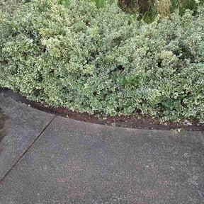 Bush Trimming by Frank’s Gardening Service reviewed on May 20, 2026