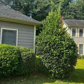 Bush Trimming by Trevol lawn general services LLC reviewed on August 17, 2025