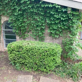 Bush Trimming by Ken's Lawncare reviewed on August 15, 2025