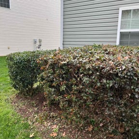Bush Trimming by I&N Lawncare Services LLC reviewed on August 20, 2025