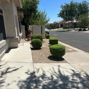 Bush Trimming by Payless Concrete LLC reviewed on August 15, 2025