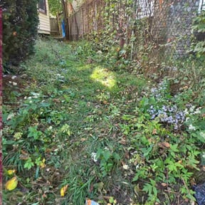 Leaf Removal by Checkmate Before &amp; After Lawn Care Services reviewed on November 9, 2025