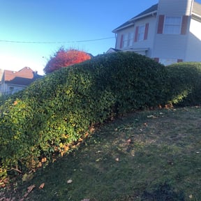 Bush Trimming by Maturino's Landscape Maintenance reviewed on August 15, 2025