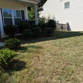 Bush Trimming by Sir Knights Lawn Care reviewed on August 17, 2025