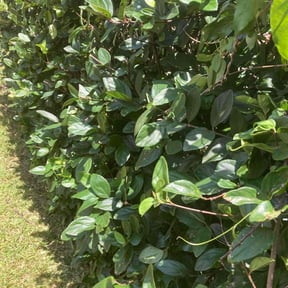 Bush Trimming by Trust Us Lawn Service reviewed on January 24, 2026