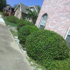Bush Trimming by F & S lawn care reviewed on August 20, 2025