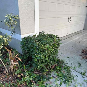 Bush Trimming by Linares Lawn Care &amp; Outdoor Design Services reviewed on August 21, 2025