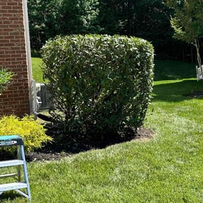 Bush Trimming by J&A innovating reviewed on August 19, 2025