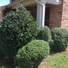 Bush Trimming by Guardian Lawn & Landscape reviewed on August 16, 2025