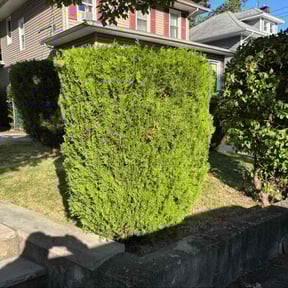 Bush Trimming by Sarasota Lawn Care reviewed on October 18, 2025