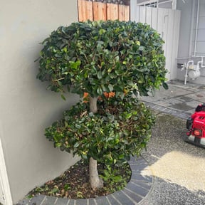 Bush Trimming by Elegant Lawn Care reviewed on August 20, 2025