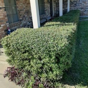 Bush Trimming by Lawn Barber And Pressure Washing reviewed on August 16, 2025