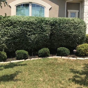 Bush Trimming by Jensel Landscaping services reviewed on August 20, 2025