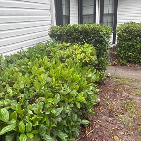 Bush Trimming by ABY Landscaping reviewed on May 12, 2026